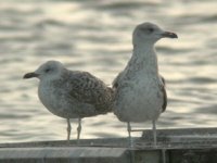 Cliquer sur la photo pour l'agrandir