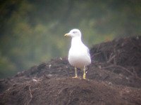 cliquer sur la photo pour lagrandir
