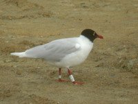Cliquer sur la photo pour l'agrandir