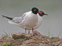 Cliquer sur la photo pour l'agrandir