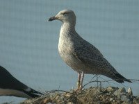 Cliquer sur la photo pour lagrandir