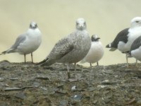 Cliquer sur la photo pour lagrandir