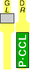 P·CCL