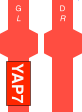 YAP7