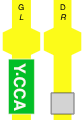 Y.CCA