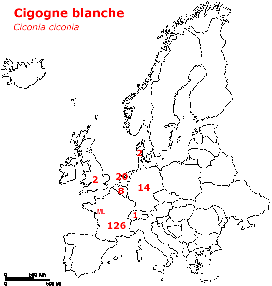 Carte Cigogne blanche