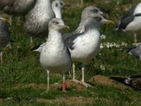 cliquer sur la photo pour l'agrandir