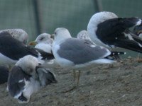 cliquer sur la photo pour l'agrandir