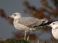 cliquer sur la photo pour l'agrandir