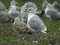 Cliquer sur la photo pour l'agrandir