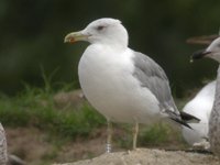 cliquer sur l'image pour l'agrandir