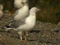 Cliquer sur la photo pour l'agrandir