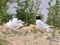 Cliquer sur la photo pour l'agrandir