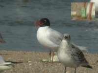cliquer sur la photo pour lagrandir