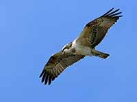 Cliquer pour l’agrandir