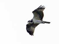 Cliquer pour l’agrandir