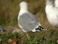 Cliquer sur la photo pour l'agrandir