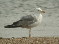 Cliquer sur la photo pour l'agrandir