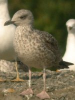 Cliquer sur la photo pour l'agrandir