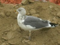 cliquer sur la photo pour l'agrandir