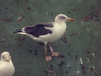 cliquer sur la photo pour l'agrandir