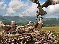 cliquer sur la photo pour l'agrandir