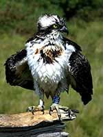 cliquer sur la photo pour l'agrandir