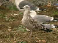 Cliquer sur la photo pour l'agrandir