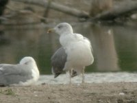 cliquer sur l'image pour l'agrandir