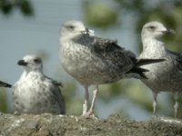 Cliquer sur la photo pour l'agrandir