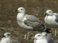 cliquer sur la photo pour l'agrandir