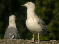cliquer sur la photo pour l'agrandir