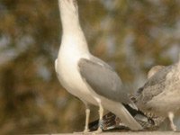 cliquer sur l'image pour l'agrandir