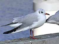 cliquer sur la photo pour l'agrandir