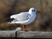 cliquer sur la photo pour l'agrandir