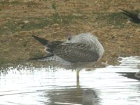 cliquer sur la photo pour l'agrandir