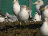 cliquer sur la photo pour lagrandir
