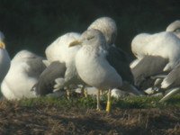 cliquer sur la photo pour lagrandir