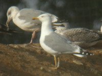 Cliquer sur la photo pour l'agrandir