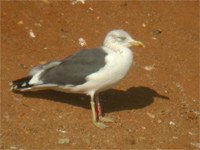 cliquer sur la photo pour l'agrandir