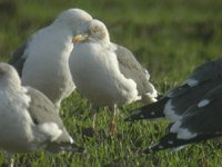 cliquer sur la photo pour l'agrandir