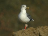 cliquer sur la photo pour l'agrandir