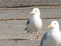 cliquer sur la photo pour l'agrandir