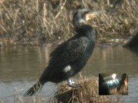 cliquer sur limage pour lagrandir