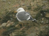 Cliquer sur la photo pour l’agrandir
