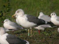 cliquer sur la photo pour l'agrandir