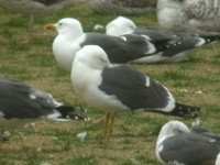 cliquer sur la photo pour l'agrandir