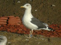 cliquer sur la photo pour l'agrandir