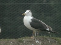 Cliquer sur la photo pour lagrandir