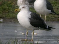 Cliquer sur la photo pour lagrandir